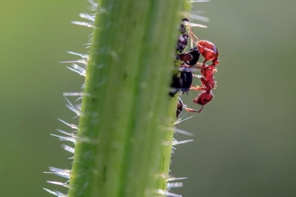 Las Plagas de Insectos Más Comunes en Verano: Identificación, Prevención y Control