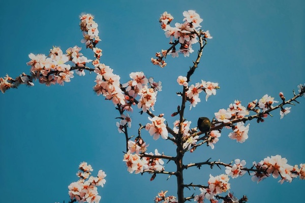 Los beneficios de la Primavera