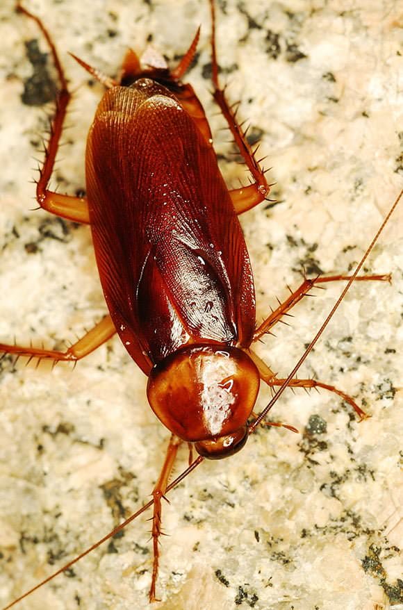 Control Plagas Cucarachas