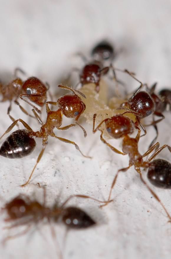 Eliminar Plagas de Hormigas