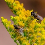Biobatch, Insectos voladores