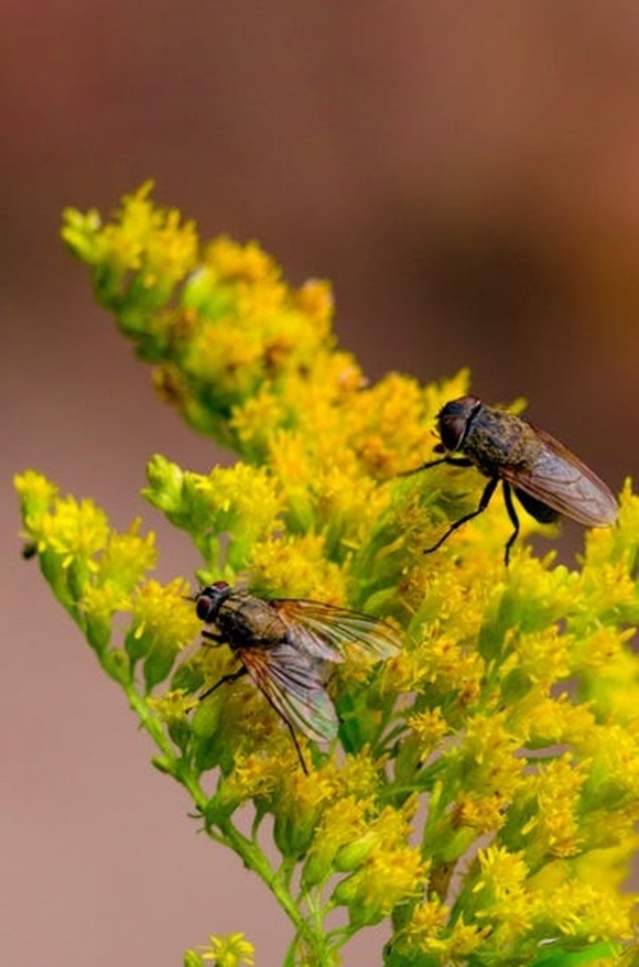 Insectos Voladores