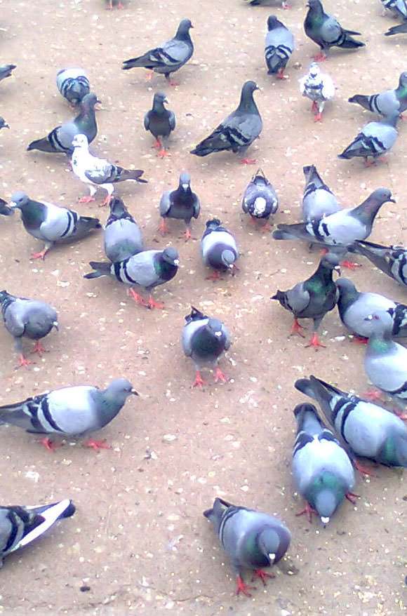 Control de Palomas y Aves